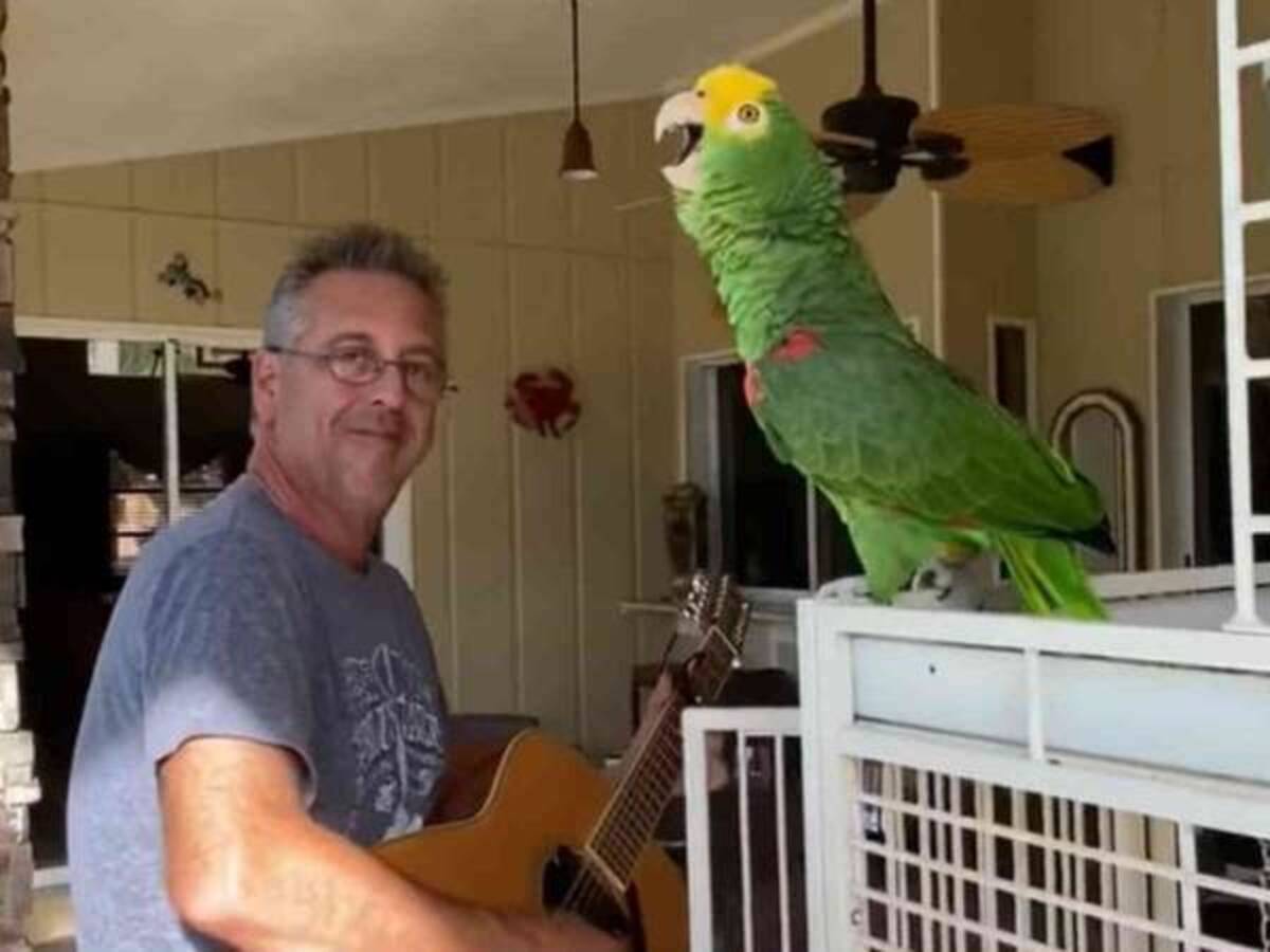 ギターに合わせて歌う オウム その歌声が想像をはるかに超えていた 年7月31日 ウーマンエキサイト