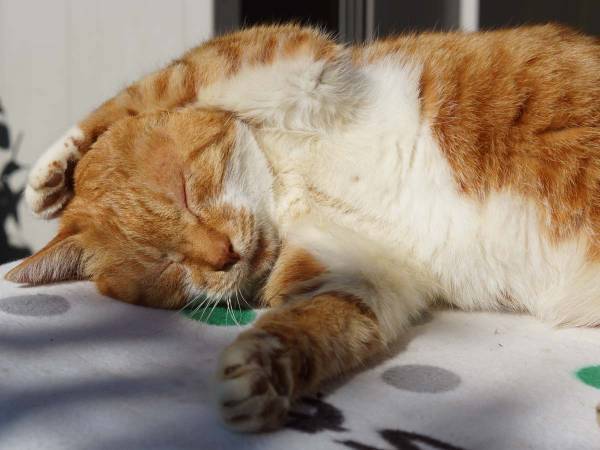 「こんニャロー！」　昼寝している猫を起こしたら　続く行動に飼い主も爆笑