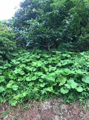 「猫を探せ！」　写真の中に潜む『猫』を探すことに、苦戦する人が続出