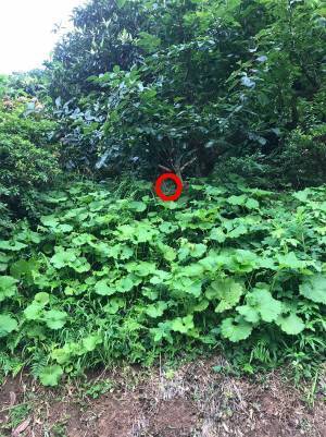 「猫を探せ！」　写真の中に潜む『猫』を探すことに、苦戦する人が続出