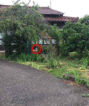 「猫を探せ！」　写真の中に潜む『猫』を探すことに、苦戦する人が続出