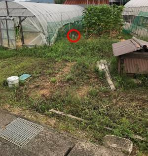 「猫を探せ！」　写真の中に潜む『猫』を探すことに、苦戦する人が続出