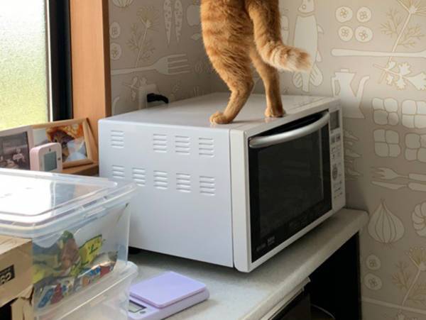 おやつを物色する愛猫　『犯行の瞬間』を捉えた１枚が話題　「笑った」「油断もすきもない」