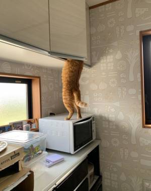 おやつを物色する愛猫　『犯行の瞬間』を捉えた１枚が話題　「笑った」「油断もすきもない」