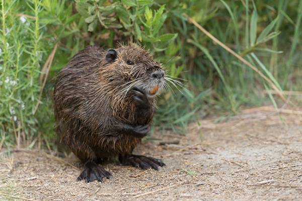 散歩道で出会うとビビる生き物『BEST３』　番外編に吹いた