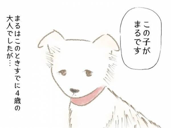 前の飼い主に『バカ』と言われた犬　しかし、引き取ってみると…？