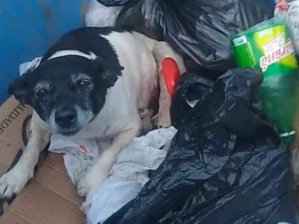 なんてひどいことを　病気の犬が『ゴミ箱』の中で発見される　怒りの声が殺到