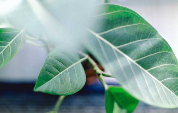 「人は言葉でできている」　心の表れが言葉となり、言葉が心を育てる