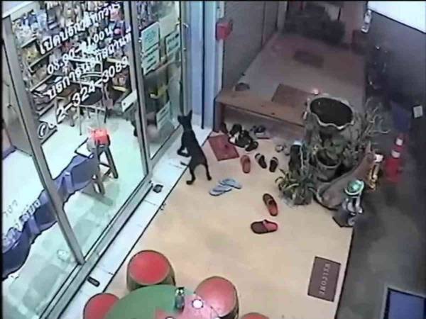 迷子の子犬が助けを求めた場所に驚きの声　「賢い！」「うちの犬なら逃げ出す」