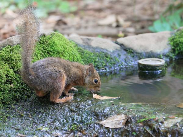 水飲み場で半身浴するリスに、吹き出す人続出　「笑った」「気持ちよさそう」