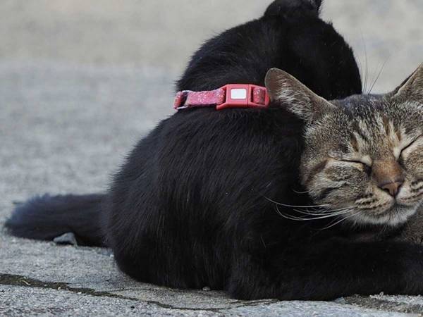 「王子様すぎる！！」　人間みたいな愛猫の姿に藤あや子もビックリ