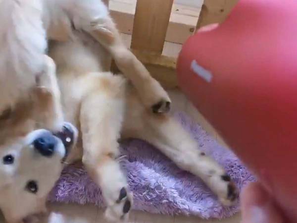お尻を乾かす犬　その独特すぎる乾かし方とは…！？