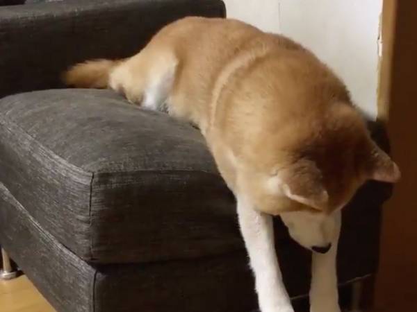 ただソファから降りる柴犬の『動画』に、笑いがこみ上げるワケが…