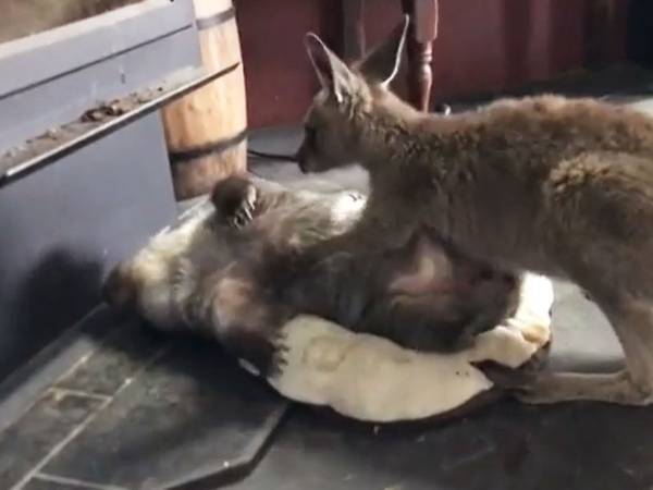カンガルーとウォンバットの赤ちゃんが親友に　２匹を映した動画がかわいすぎる