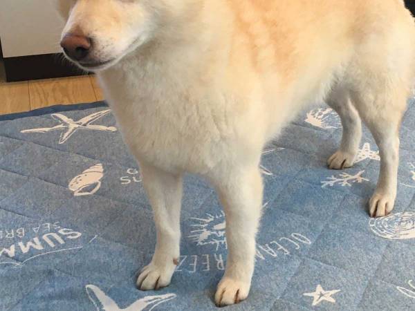 「外は暑いから散歩はまだよ」　そういわれた柴犬の『正直すぎる反応』がこちらです