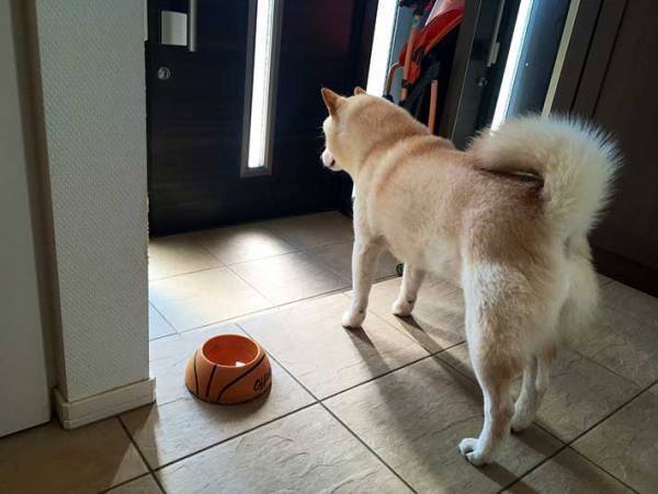 「外は暑いから散歩はまだよ」　そういわれた柴犬の『正直すぎる反応』がこちらです