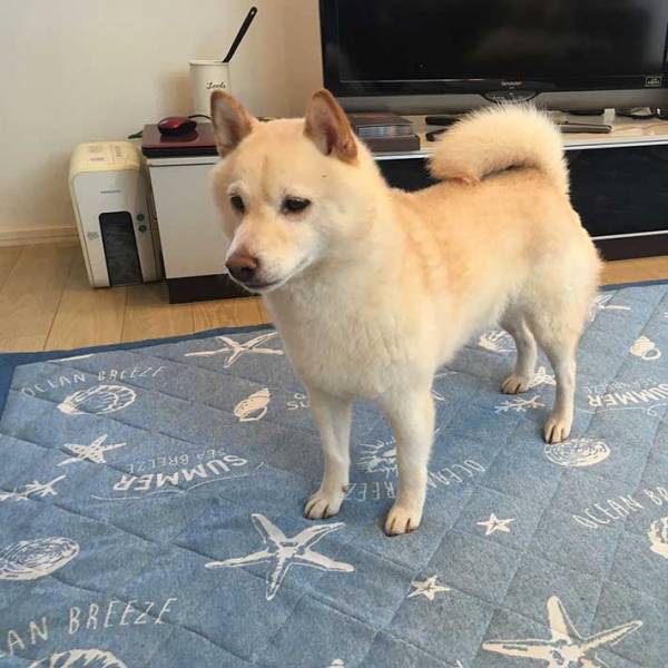 「外は暑いから散歩はまだよ」　そういわれた柴犬の『正直すぎる反応』がこちらです