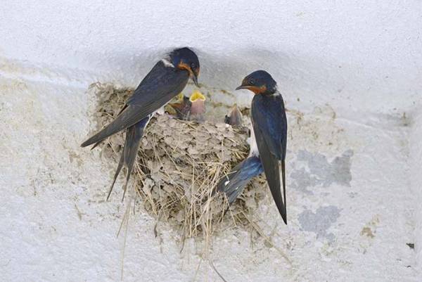 ツバメの巣を外敵から守っていた人間　その結果、思ったことは…