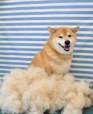 満足そうな表情の柴犬　脚元に広がる『ある光景』に、驚愕！