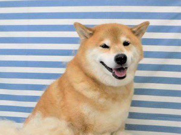 満足そうな表情の柴犬　脚元に広がる『ある光景』に、驚愕！