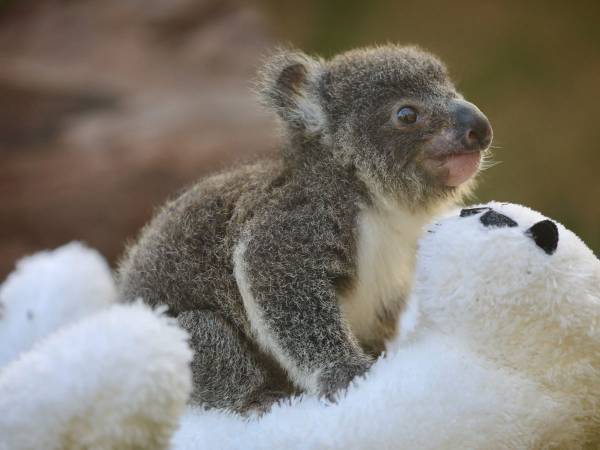オーストラリア森林火災の被害に遭った現地から嬉しい知らせ　コアラたちが…