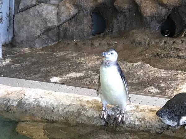 暑い中、じっとするペンギン　その『理由』に９万人が吹いた