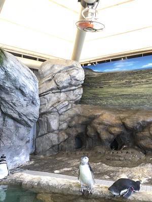 暑い中、じっとするペンギン　その『理由』に９万人が吹いた