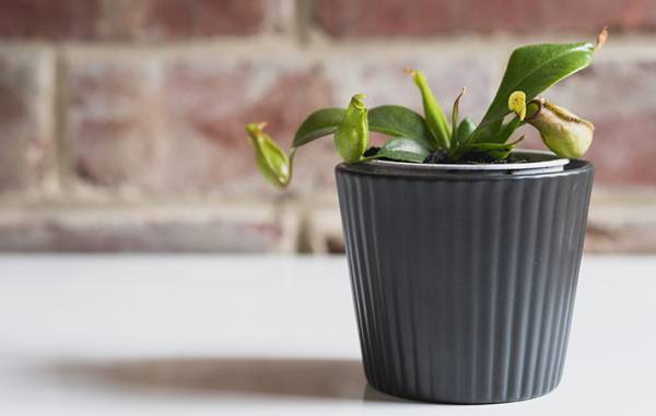 コバエ対策ってどうしてる？　Twitterで多くの人が答えた方法がこちら