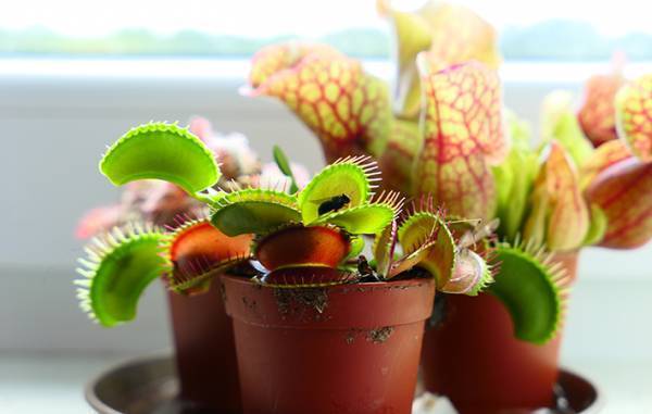 コバエ対策ってどうしてる？　Twitterで多くの人が答えた方法がこちら