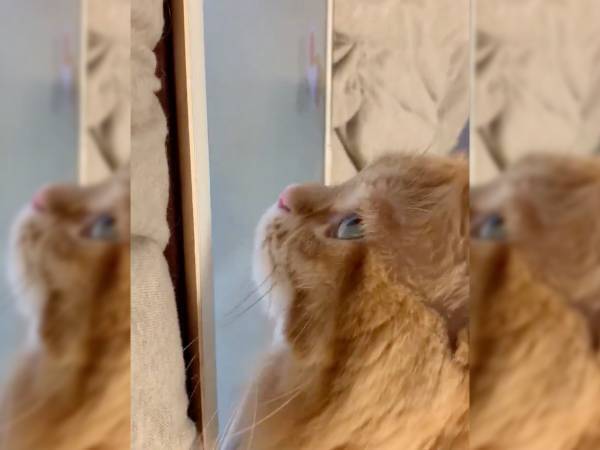 金魚が泳ぐアプリを見ていた猫…　その後の『行動』に驚きの声が続出！