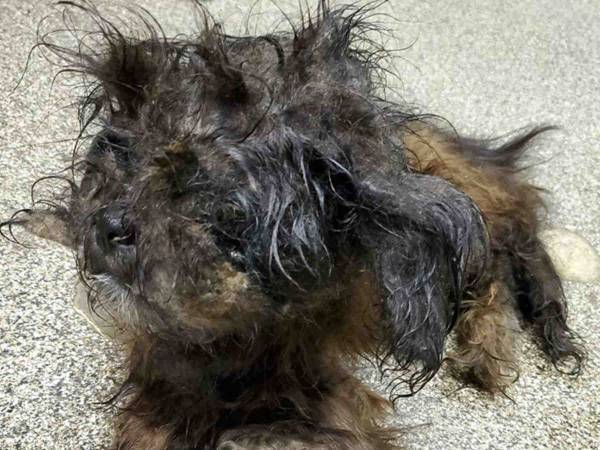 保護された正体不明の『動物』　毛を刈ったら…こんなにかわいい子だった！