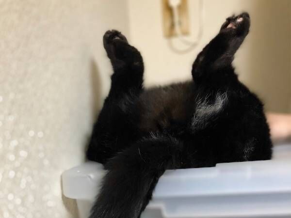 寝ている猫を写した１枚に、クスッとする人続出　「犬神家ならぬ猫神家」