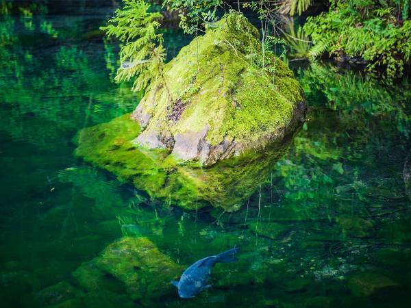 「神様がいそう！」　栃木で撮影された４枚の神秘的な写真に心奪われる
