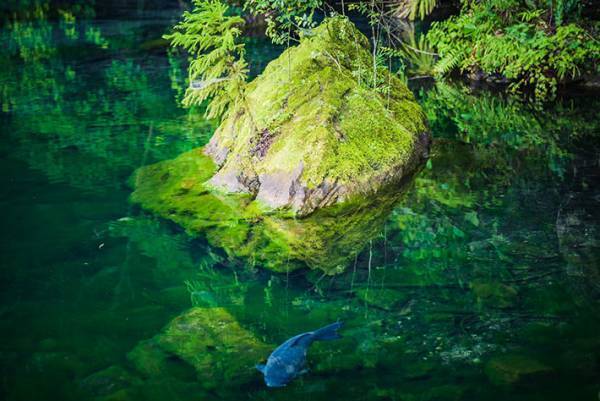 「神様がいそう！」　栃木で撮影された４枚の神秘的な写真に心奪われる