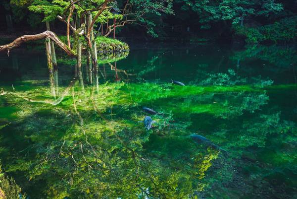 「神様がいそう！」　栃木で撮影された４枚の神秘的な写真に心奪われる