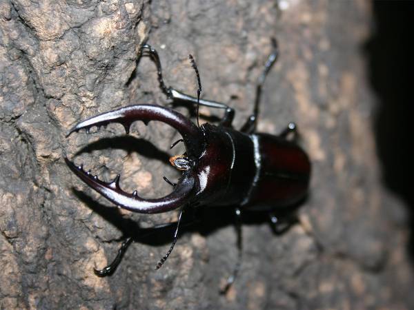 農水省職員が仕事帰りに『クワガタ採集』　動画に反響相次ぐ　「これが大人の本気だ」