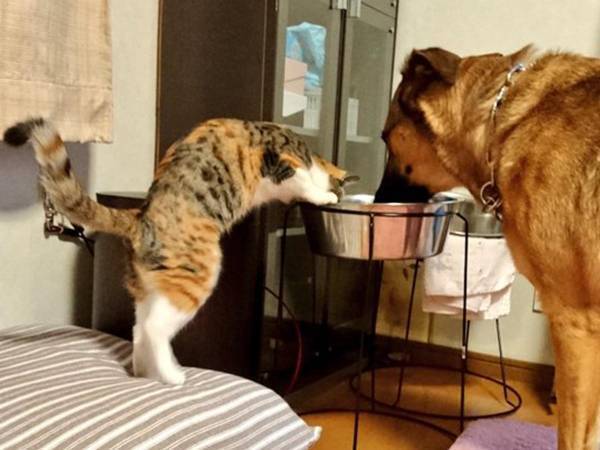 「それは、大型犬用！」　対する、犬の思わぬ行動に１８万人が吹いた