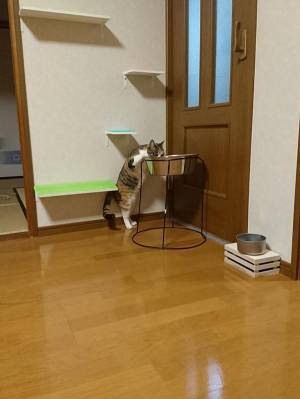 「それは、大型犬用！」　対する、犬の思わぬ行動に１８万人が吹いた