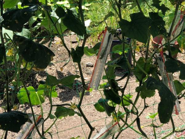 会社を辞めて農業を始めた父親　変わったキュウリの形に海外からも反響が上がる