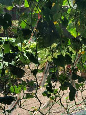 会社を辞めて農業を始めた父親　変わったキュウリの形に海外からも反響が上がる