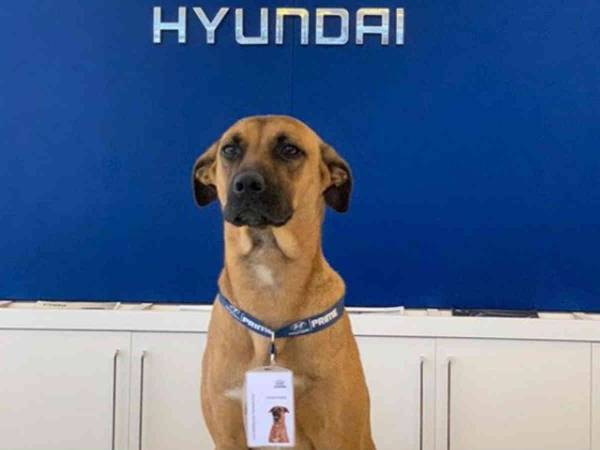 自動車販売店が野良犬を『販売コンサルタント』に採用したら　たちまち大人気に