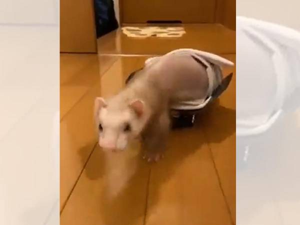 後ろ脚がマヒし、寝たきりだったフェレット　飼い主が歩行器を作ってあげると？