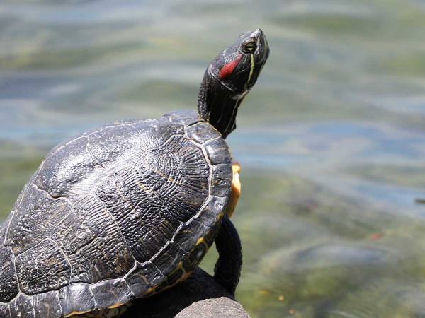 静岡県で『珍しい亀』発見　「世界に１匹だけ」