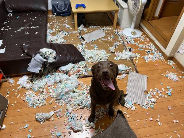 犬に留守番を頼んだら？　飼い主が迎えた『結末』に、１１万人が爆笑