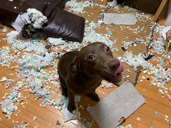 犬に留守番を頼んだら？　飼い主が迎えた『結末』に、１１万人が爆笑