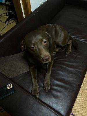 犬に留守番を頼んだら？　飼い主が迎えた『結末』に、１１万人が爆笑