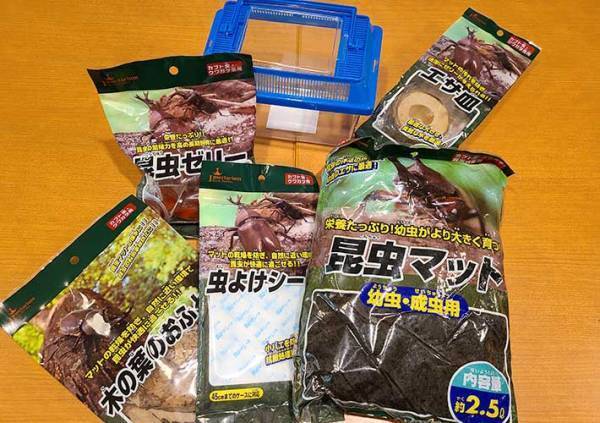 カブトムシの育て方を動画でチェック！　土や餌、水の上げ方など最適な頻度は？