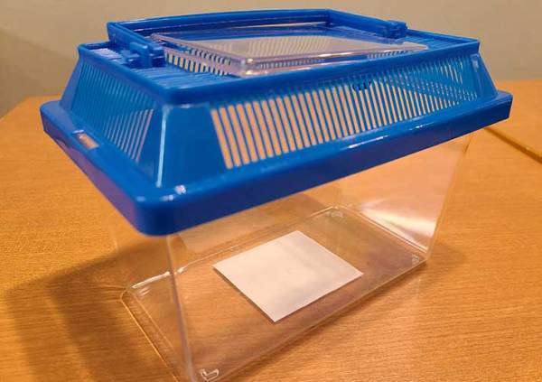 カブトムシの育て方を動画でチェック！　土や餌、水の上げ方など最適な頻度は？