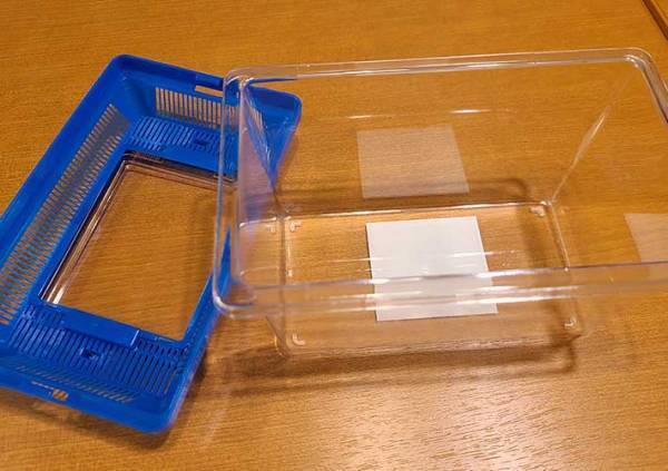 カブトムシの育て方を動画でチェック！　土や餌、水の上げ方など最適な頻度は？