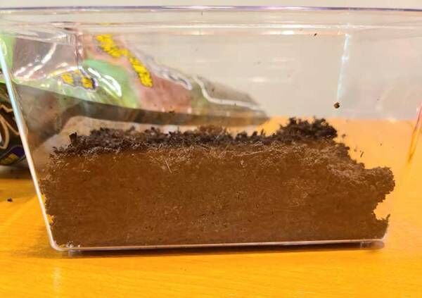 カブトムシの育て方を動画でチェック！土や餌、水の上げ方など最適な頻度は？